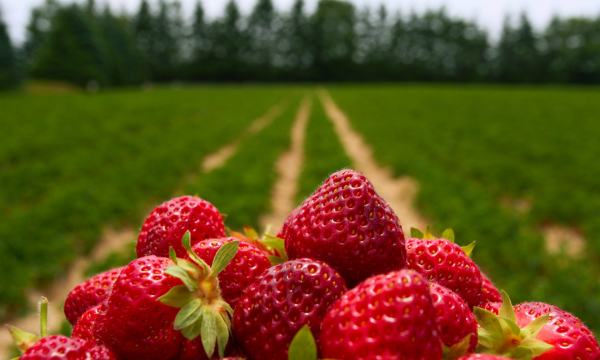Секрет гигантской клубники: вот что нужно добавить в лунку